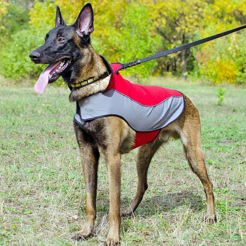 Накидка для бельгийской овчарки малинуа «Raincoat Cape»